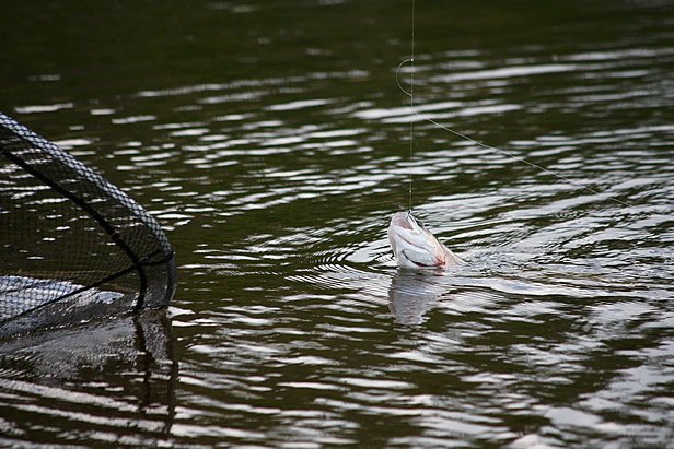 Paul Strevens Fishing 1